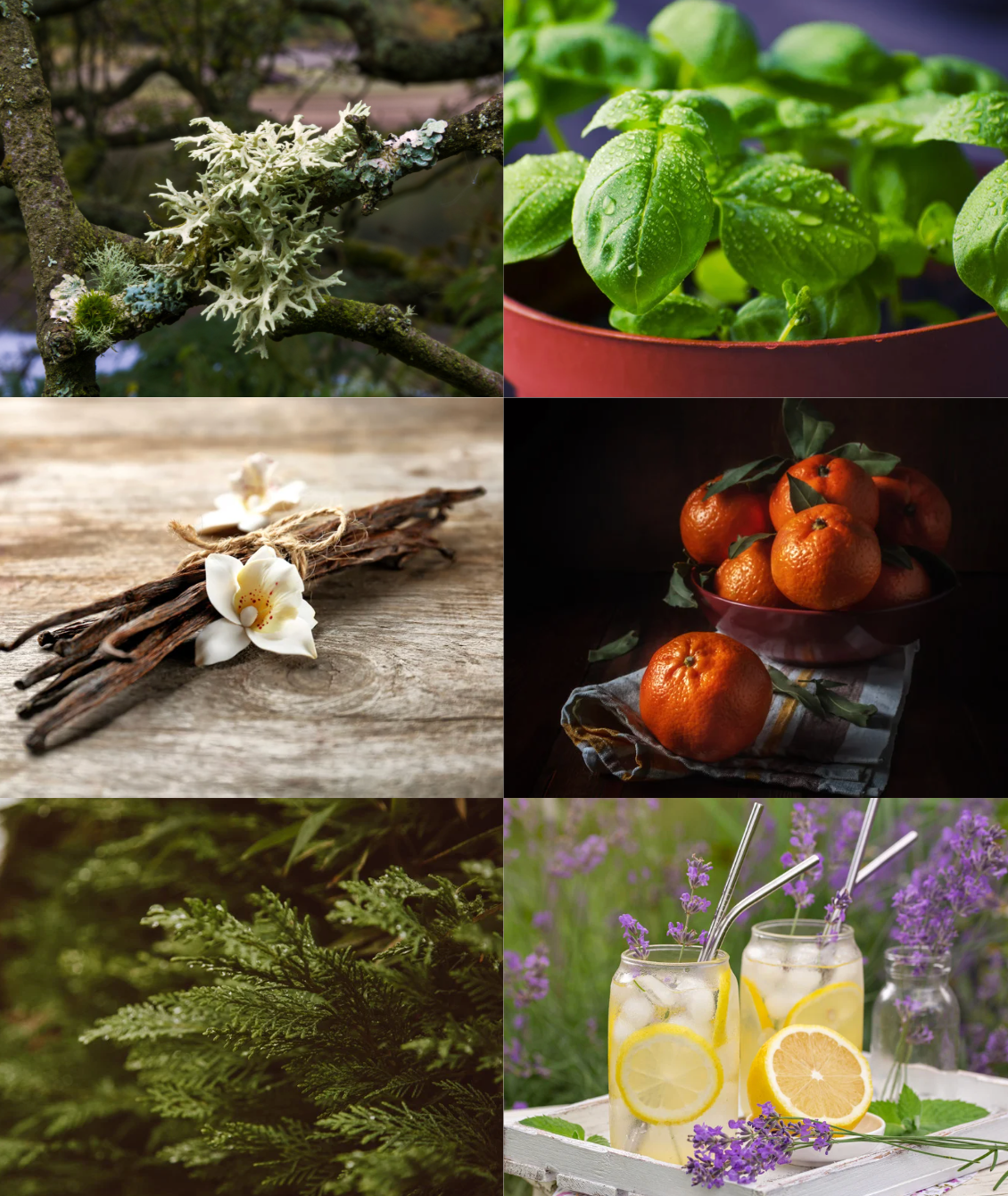 Collage of various natural elements including plants, spices, and a drink with lemon slices.